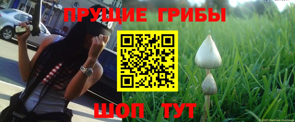 Галлюциногенные грибы мухоморы  Вход с VPN  Гатчина  Галлюциногенные грибы Psilocybine cubensis 